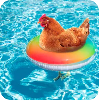 Pool-chicken
